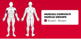 Biceps Curl PLX-8600 Linea Toorx Professional Line cod. PLX-8600